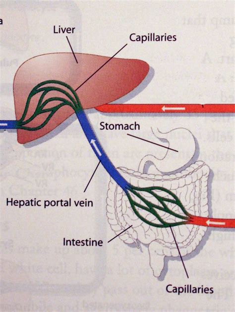 Portal Vein Vs Hepatic Vein