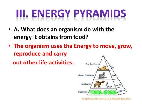 Ppt Energy Flow Powerpoint Presentation Free Download Id1934964