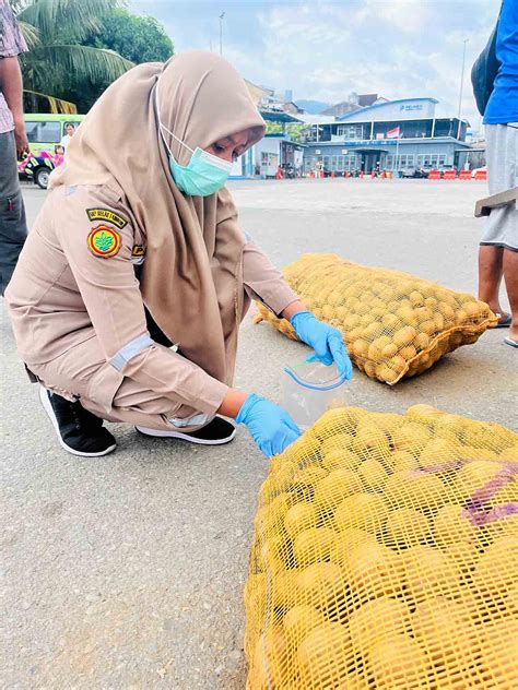 Cegah Penyebaran Penyakit Kentang Asal Manado Diperiksa Karantina Di