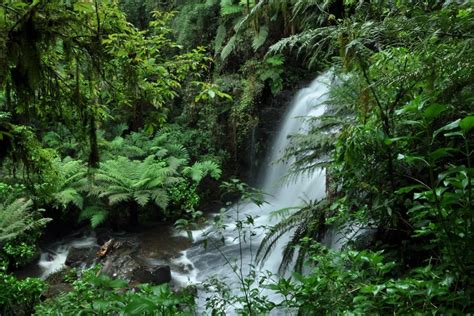 Mata Atlantica Bioma Mata Atl Ntica Imagem Cachoeira