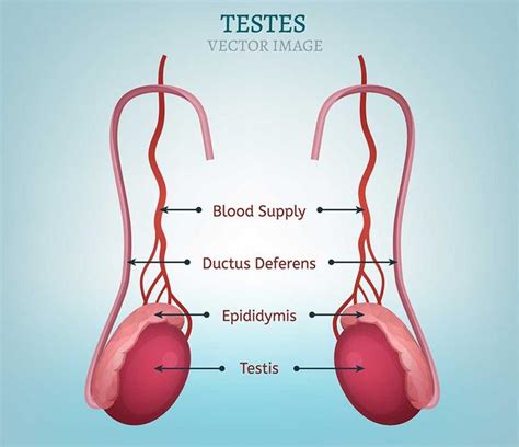 Testicular Torsion Symptoms And Causes