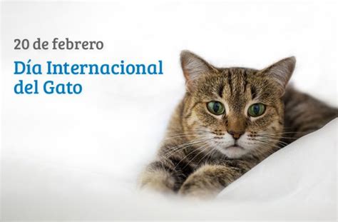 Día Mundial del Gato no olvides felicitar a tu mascota