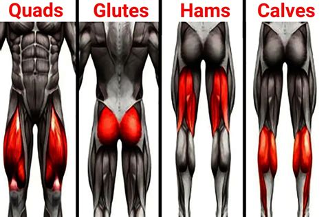 What Muscles Does Mountain Biking Work Muscle Workouts