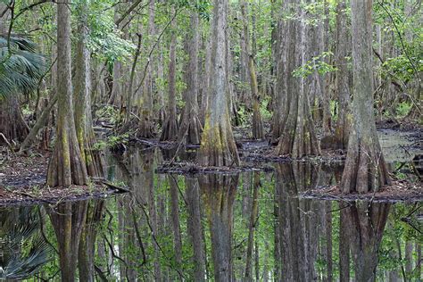 Bald Cypress Swamp Florida Photograph by Scott Leslie | Pixels