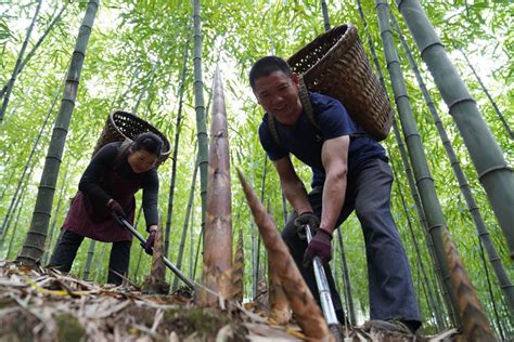 What Are Bamboo Shoots China Meisei Foods Co Ltd