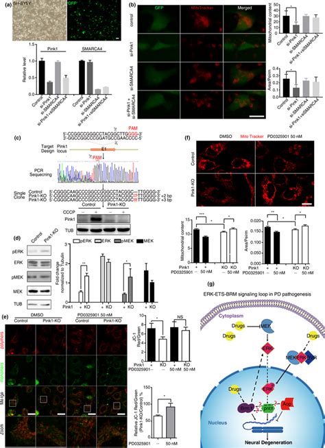 Knockdown Of SMARCA4 Or Drug Inhibition Of MEKERK Signaling