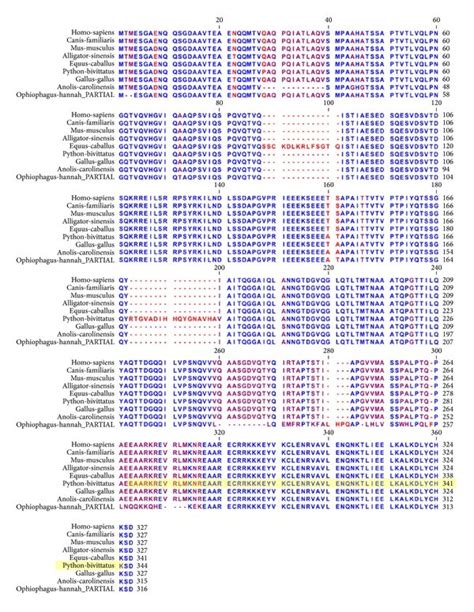 Orthologous Multiple Sequence Alignment Of Creb Across Species Creb