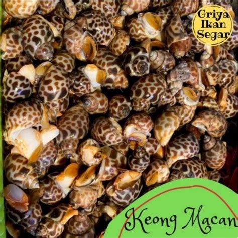 Jual Keong Macan Kg Shopee Indonesia