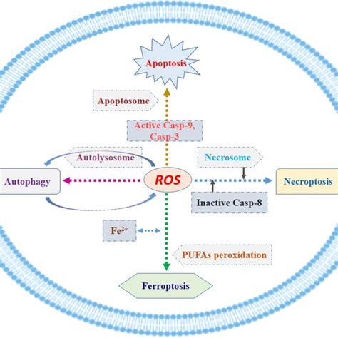 Roles of ROS in four common types of cell death. The level of cellular ... 