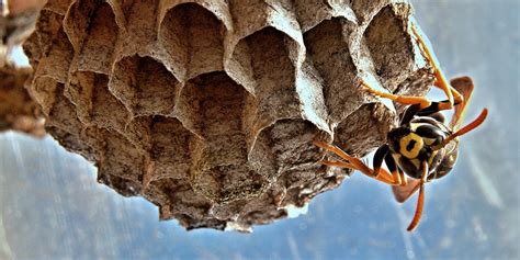 Wasps Nests - What Are They? — APC Management