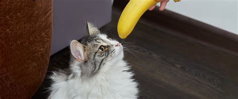 Can Kittens Eat Bananas