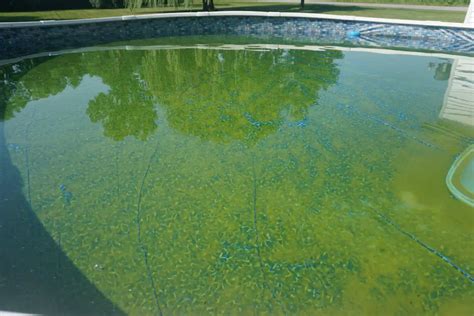 Tips To Remove Mustard Algae From Your Swimming Pool Without Scratching