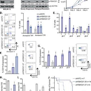 Loss Of FBXO21 Alters Cell Proliferation Differentiation And Survival