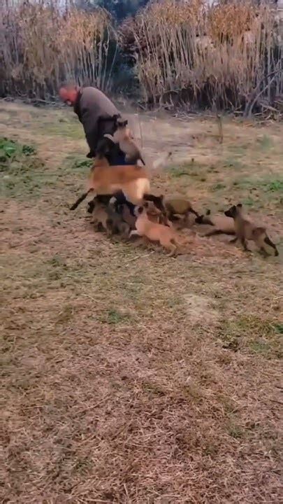 Belgian Maligator Puppies #belgianmalinois #dogtraining #puppies - YouTube