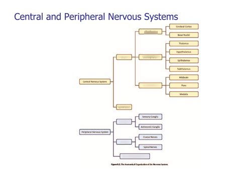 Label Cns And Pns Diagram Quizlet