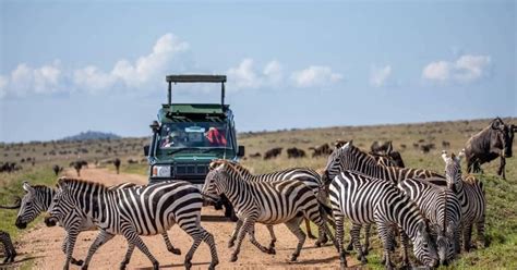 Nairobi National Park Half Day Game Drive Getyourguide