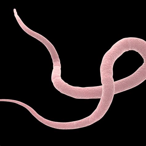 Roundworm Dog