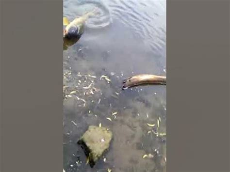 ЗЕРКАЛЬНЫЙ КАРП (рыбалка на карпа, зеркальный короп, fishing in ukraine ...
