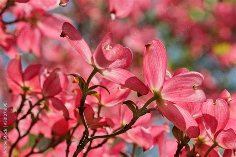 Award-winning Cornus kousa 'Miss Satomi' (Kousa Dogwood) Stock Photo ...