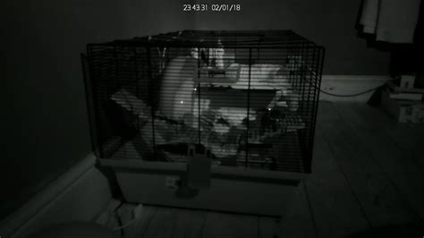 Hamster Cam Live Stream - YouTube