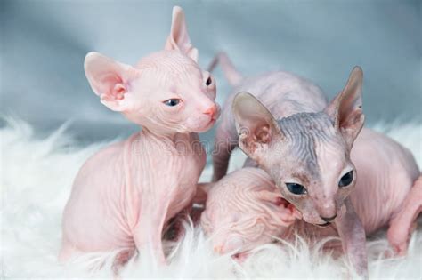 Sphynx Hairless Cat Stock Photo Image Of Head Sphynx 17658062