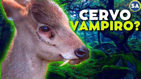 Cervo Vampiro Conhe A Os Animais Mais Estranhos Do Mundo Mundo