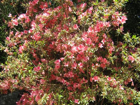 Deciduous Shrubs Plant