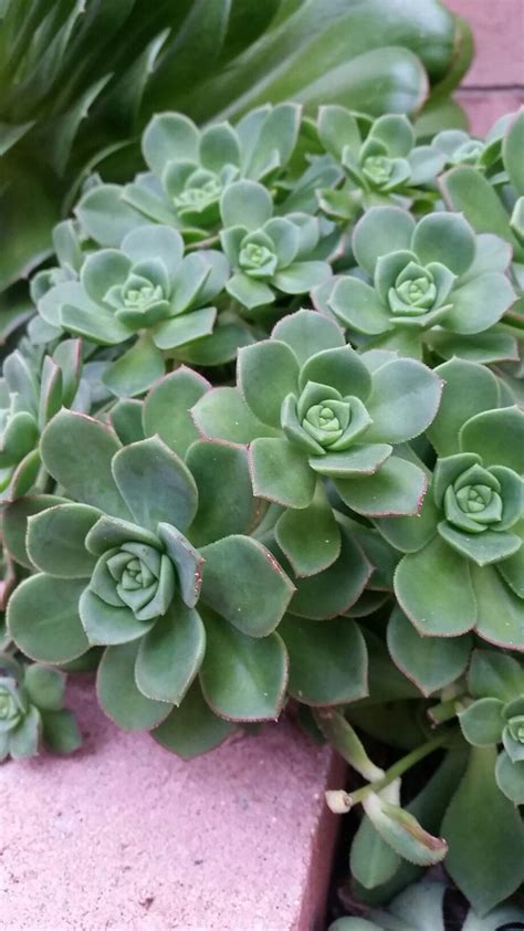 Aeonium Haworthii Suculentas Plantas Suculentas Como Cuidar De Cactos