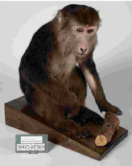 Macaca Thibetana Received From The Barcelona Zoo Fig 7 Macaca