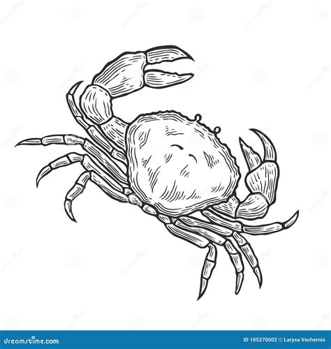 Crab Hand Drawn Stock Vector Illustration Of Oceanic 105270002