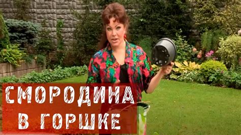 Смородина в горшке / Размножаем - YouTube