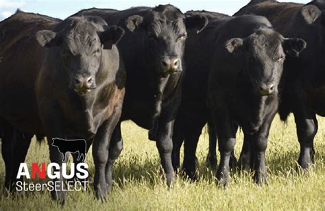 Beef Genomic Solutions Neogen Australasia