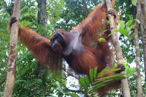 Orangutan Tour Tanjung Puting National Park D N Be Borneo