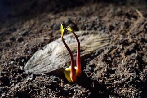 C Mo Germinar Una Semilla De Mango Paso A Paso Portalfruticola