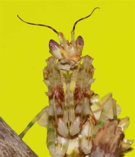 Spiny Flower Mantis Pseudocreobotra Wahlbergii Mantidforum