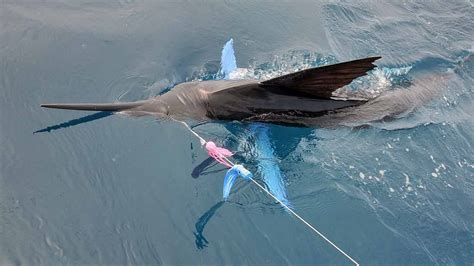 Galápagos Fishing With Galeodan