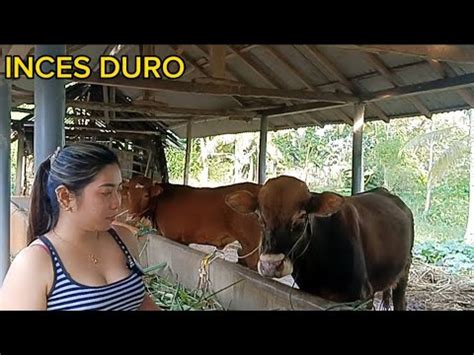 STOK SAPI BARU DI KANDANG INCES DURO YouTube