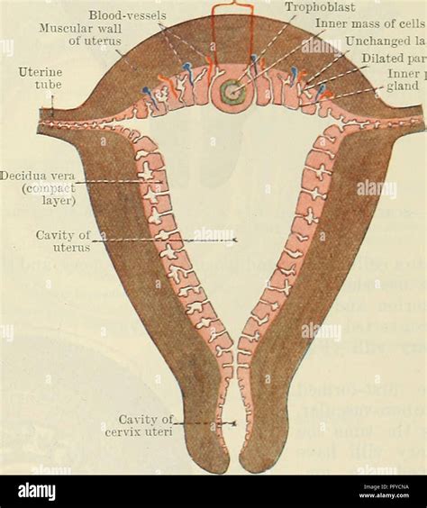 Uterine Wall Layers