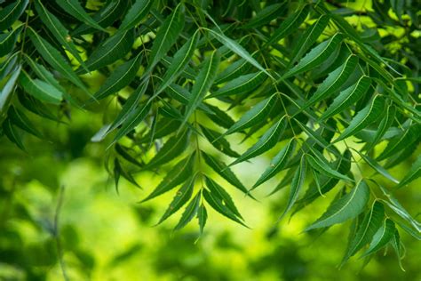 neem leaf