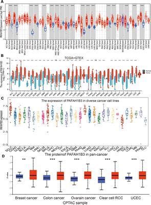 Frontiers Comprehensive Analysis Of The Prognostic And Immunological