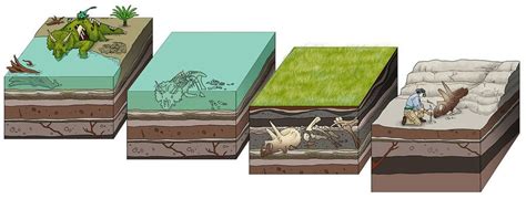 Fossils are our window into the past and help us learn about the future