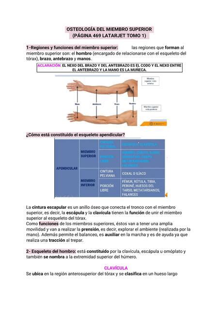 Osteología del Miembro Superior Flor Hael uDocz