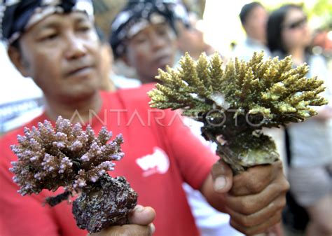 Budidaya Terumbu Karang Antara Foto