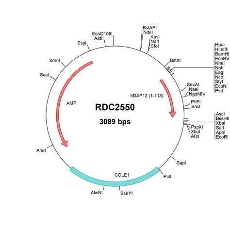 Human DAP12 NP 003323 VersaClone CDNA RDC2550 R D Systems