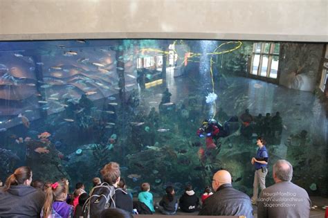 Hawaii Mom Blog: Visit Seattle - Seattle Aquarium