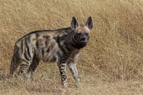 Striped Hyena - Facts, Diet, Habitat & Pictures on Animalia.bio