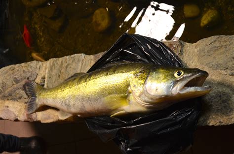 Pêche La saison du carnassier commence bien Les Infos du Pays Gallo