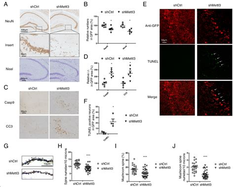 Mettl Knockdown In The Hippocampus Caused Neurodegeneration And