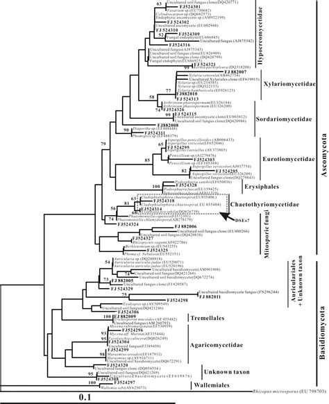 Identity Diversity And Molecular Phylogeny Of The Endophytic