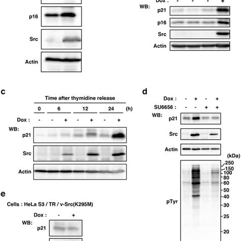 Cell Cycle Arrest In HeLa S3 Cells By V Src Induced Tyrosine